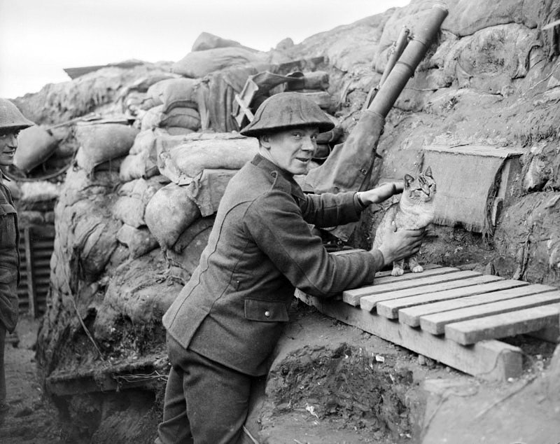 Усы, лапы и хвост — их оружие () Усы, лапы и хвост — их оружие