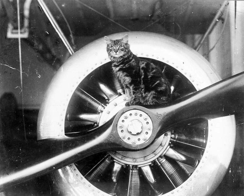 Усы, лапы и хвост — их оружие () Усы, лапы и хвост — их оружие