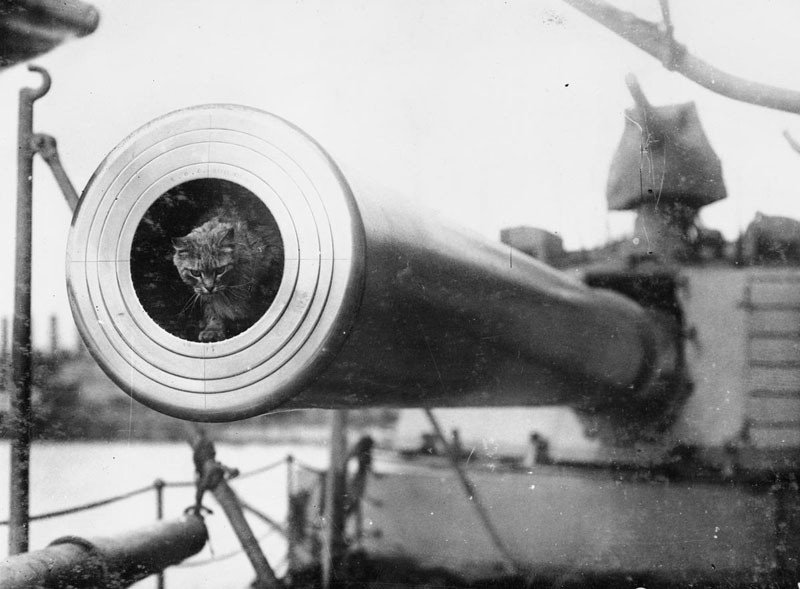 Усы, лапы и хвост — их оружие () Усы, лапы и хвост — их оружие