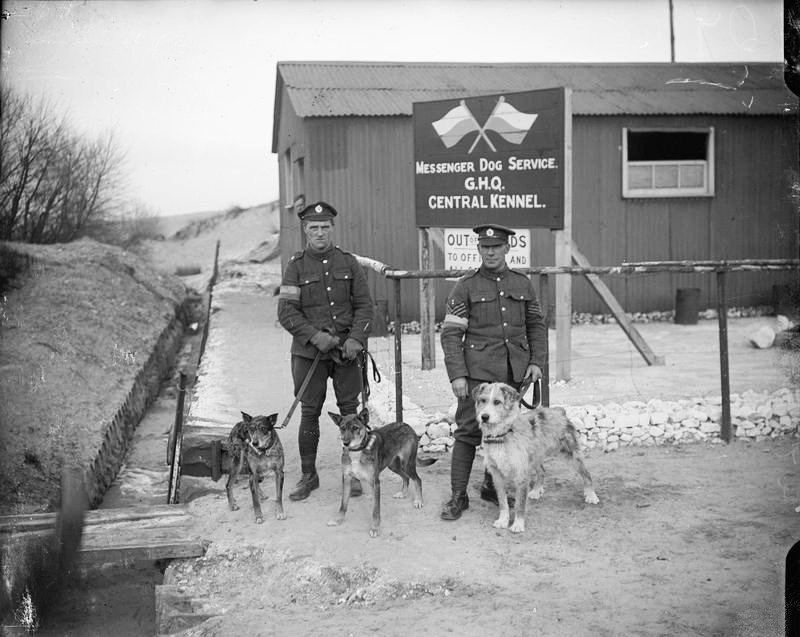 Усы, лапы и хвост — их оружие () Усы, лапы и хвост — их оружие