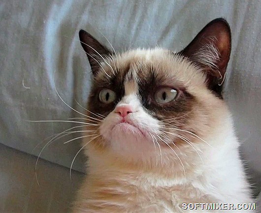 Grumpy Cat: секреты успеха самого богатого кота () Grumpy Cat: секреты успеха самого богатого кота