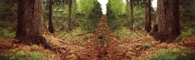 Как появились первые поезда