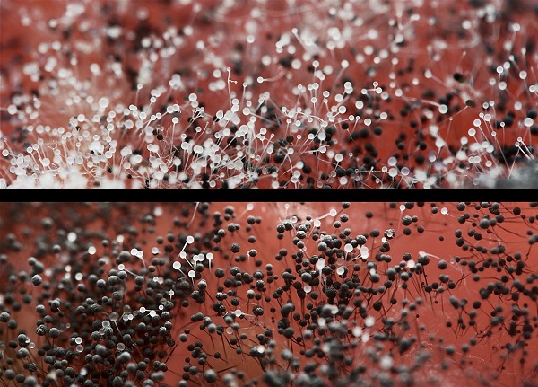 Плесень: наказание или благословение?