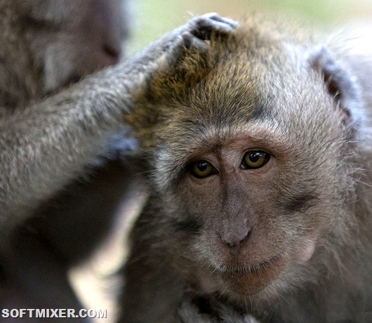 Шесть главных мифов об IQ () Шесть главных мифов об IQ