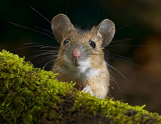 Странные блюда из старых поваренных книг () Странные блюда из старых поваренных книг