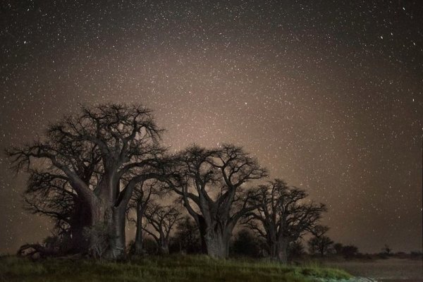 Алмазные ночи