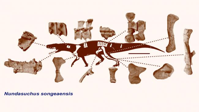 Археологи нашли крокодила жившего еще до динозавров () Археологи нашли крокодила жившего еще до динозавров