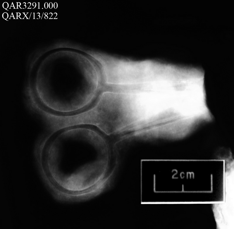 Фотографии необычных находок с затонувшего корабля Чёрной Бороды () Фотографии необычных находок с затонувшего корабля Чёрной Бороды