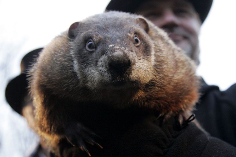 День сурка: праздник предсказаний () День сурка: праздник предсказаний