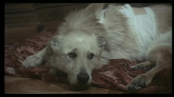 «Собачье сердце» – другой взгляд: фильм итальянца Латтуада () «Собачье сердце» – другой взгляд: фильм итальянца Латтуада