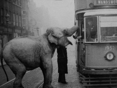 7 самых интересных фактов о слонах () 7 самых интересных фактов о слонах