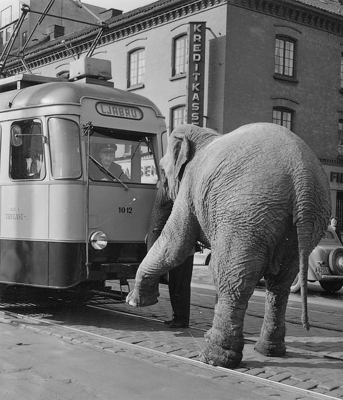 7 самых интересных фактов о слонах () 7 самых интересных фактов о слонах