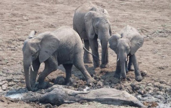 7 самых интересных фактов о слонах () 7 самых интересных фактов о слонах