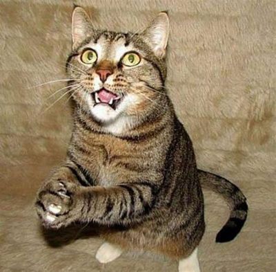 Как домашние животные манипулируют нами () Как домашние животные манипулируют нами