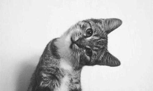 Как домашние животные манипулируют нами () Как домашние животные манипулируют нами