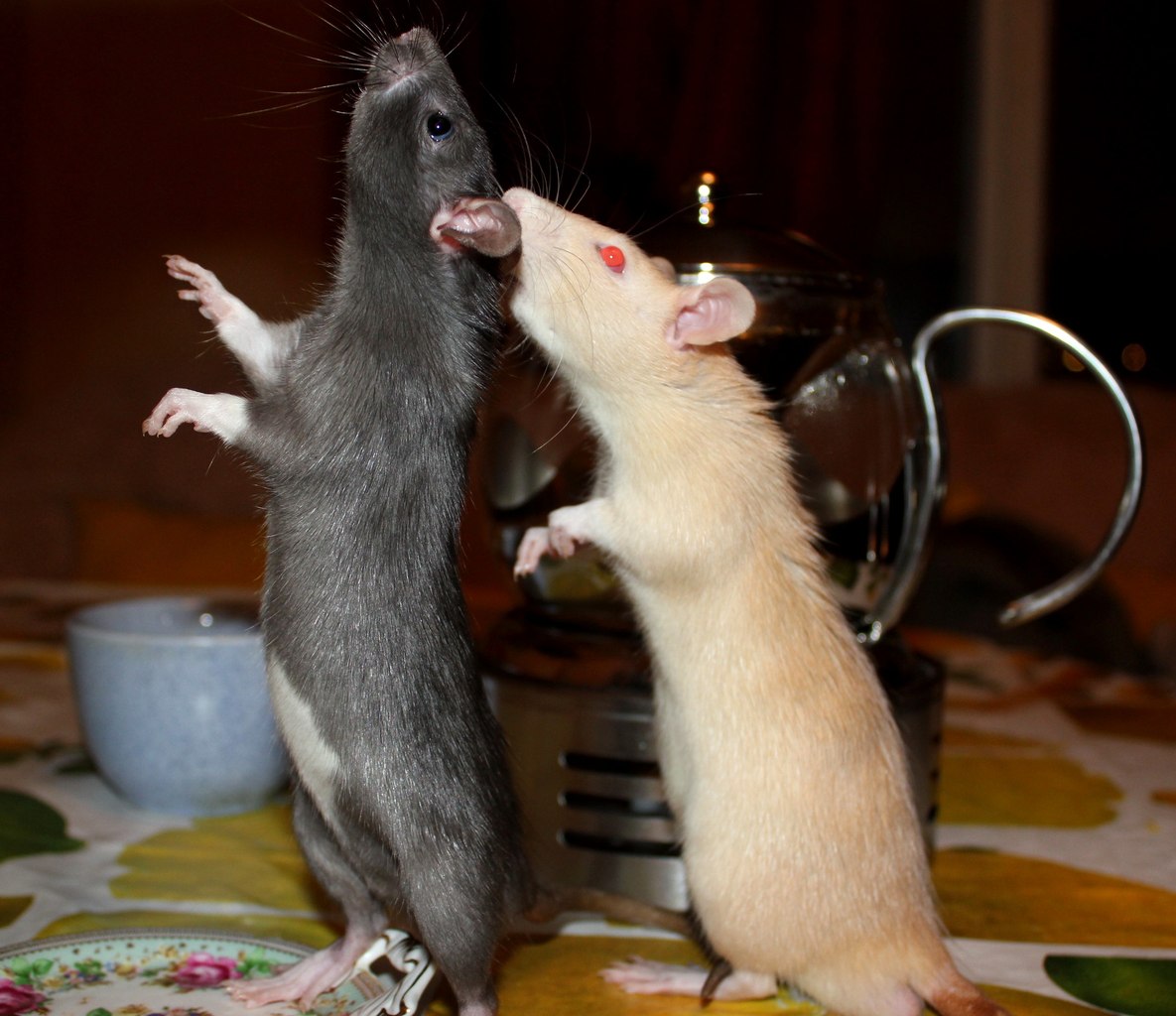 Как домашние животные манипулируют нами () Как домашние животные манипулируют нами