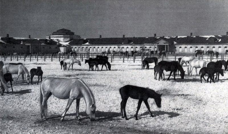 Любовь моя — лошади. Часть 1 () Любовь моя — лошади. Часть 1