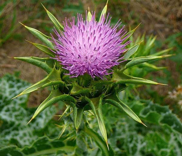 Растения – символы стран () Растения – символы стран