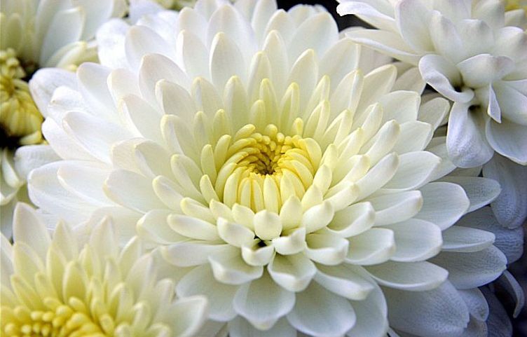 Растения – символы стран () Растения – символы стран