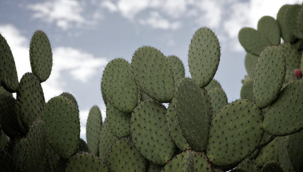 Растения – символы стран () Растения – символы стран