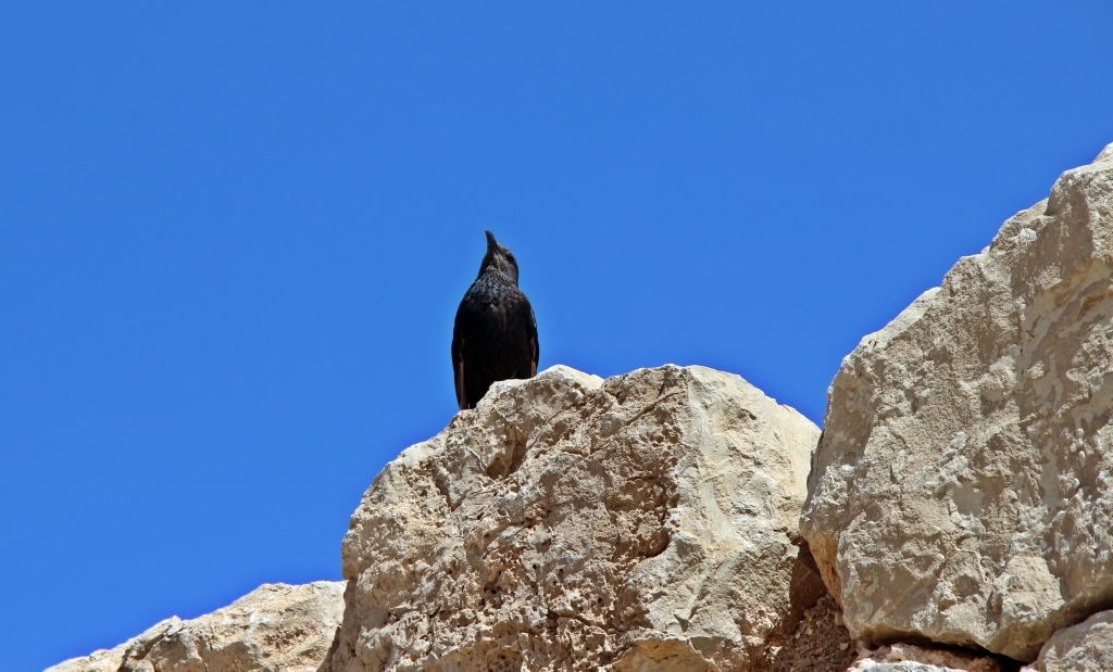 Масада — самая захватывающая крепость древней Палестины () Масада — самая захватывающая крепость древней Палестины