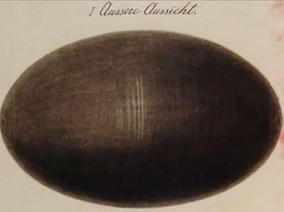 Плоды сумрачных гениев () Плоды сумрачных гениев