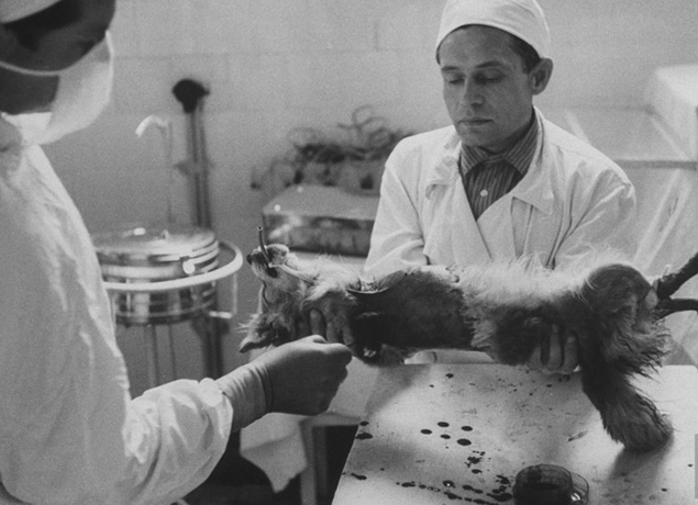 Почему фантаст Беляев мечтал о трансплантации головы? () Почему фантаст Беляев мечтал о трансплантации головы?