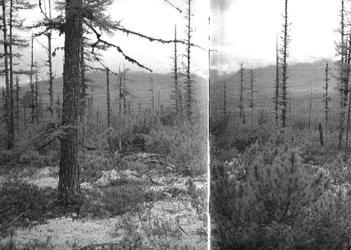 БАМ, стройка века. () БАМ, стройка века.