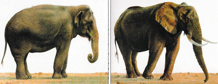 Человек и слон: сколько мы уже вместе? () Человек и слон: сколько мы уже вместе?