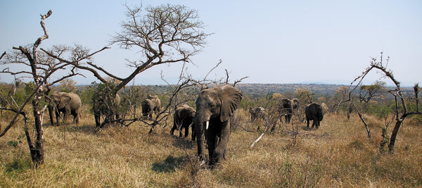 Человек и слон: сколько мы уже вместе? () Человек и слон: сколько мы уже вместе?