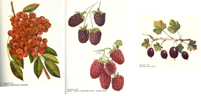 Иван Мичурин - селекционер и изобретатель