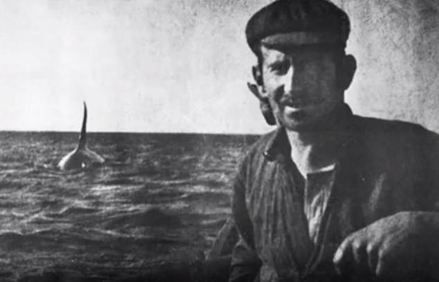 #МалоКтоЗнает кто помогал китобоям Австралии заниматься своим кровавым ремеслом () #МалоКтоЗнает кто помогал китобоям Австралии заниматься своим кровавым ремеслом