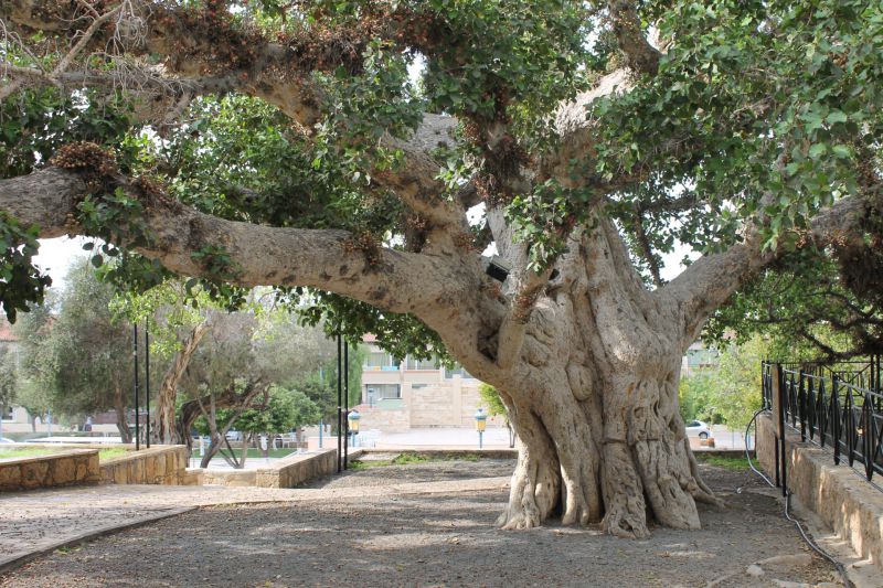 Древний корабль со дна моря () Древний корабль со дна моря