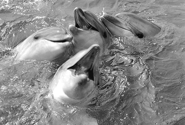 Сто лет заветам дедушки Дурова () Сто лет заветам дедушки Дурова