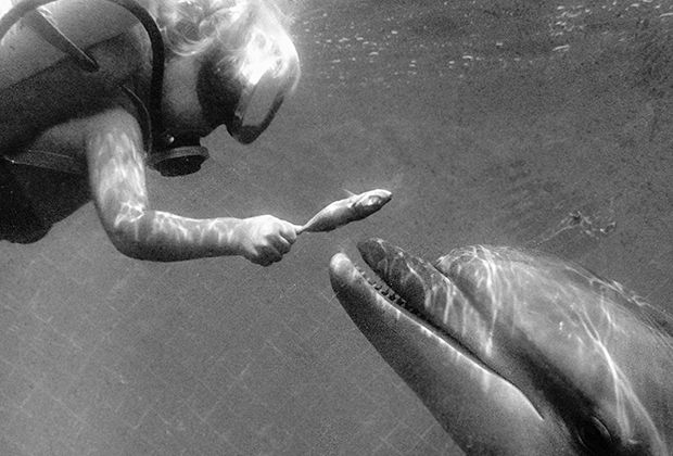 Сто лет заветам дедушки Дурова () Сто лет заветам дедушки Дурова