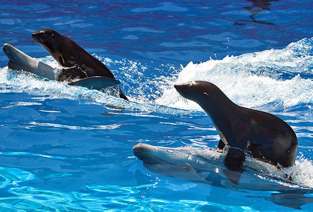 Сто лет заветам дедушки Дурова () Сто лет заветам дедушки Дурова