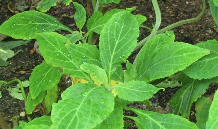 20 Фактов о майя, которые могут показаться невероятными () 20 Фактов о майя, которые могут показаться невероятными