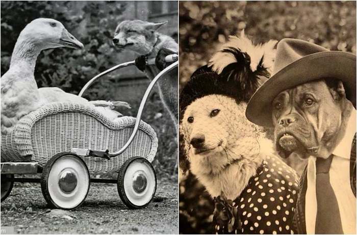Art: 20 потешных ретро-фотографий животных, которые обязательно создадут хорошее настроение () Art: 20 потешных ретро-фотографий животных, которые обязательно создадут хорошее настроение