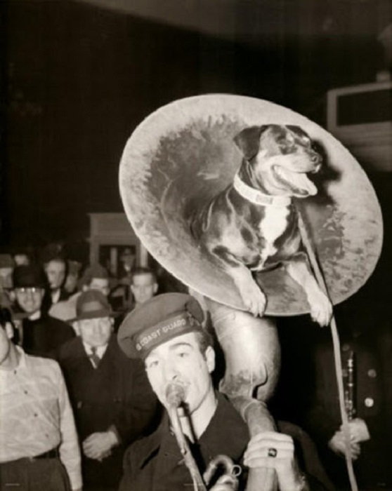 Art: 20 потешных ретро-фотографий животных, которые обязательно создадут хорошее настроение () Art: 20 потешных ретро-фотографий животных, которые обязательно создадут хорошее настроение