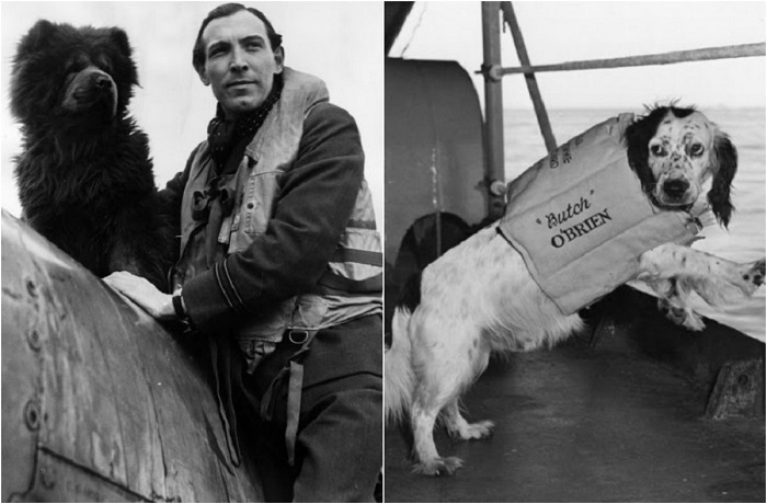 Трогательные фотографии верных питомцев. Трогательные фотографии верных питомцев.