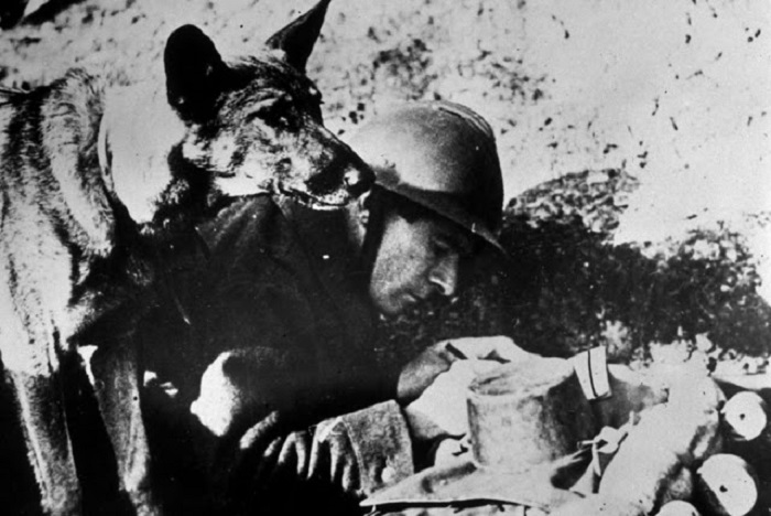 Собака французского офицера, в ожидании пакета для доставки. Собака французского офицера, в ожидании пакета для доставки.