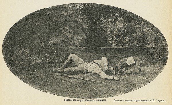 Четвероногие санитары Четвероногие санитары