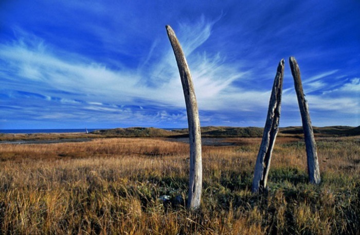 для возведения Китовой аллеи были использованы кости 50 гренландских китов, которые вкапывались друг напротив друга, высота каждой была около 5 метров. для возведения Китовой аллеи были использованы кости 50 гренландских китов, которые вкапывались друг напротив друга, высота каждой была около 5 метров.