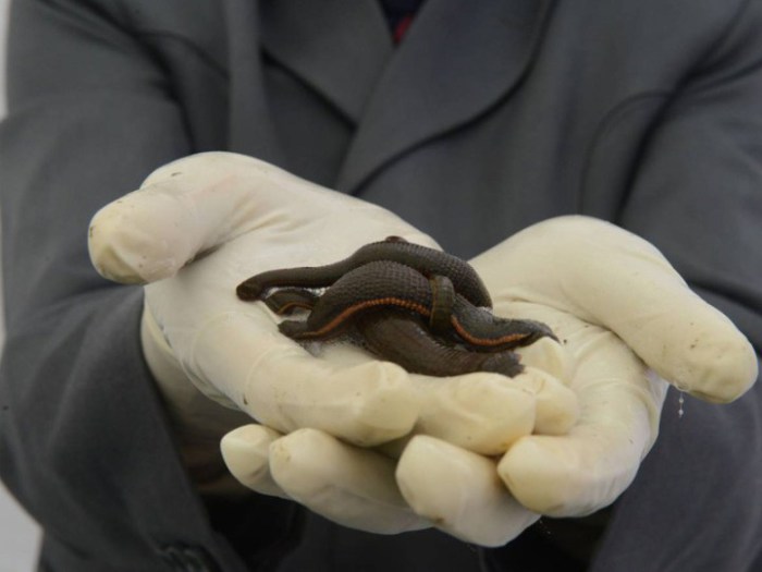 Пиявками лечили рак и простуду, колики в животе и головные боли. Пиявочные доктора процветали, а люди гибли от заражения крови. Пиявками лечили рак и простуду, колики в животе и головные боли. Пиявочные доктора процветали, а люди гибли от заражения крови.