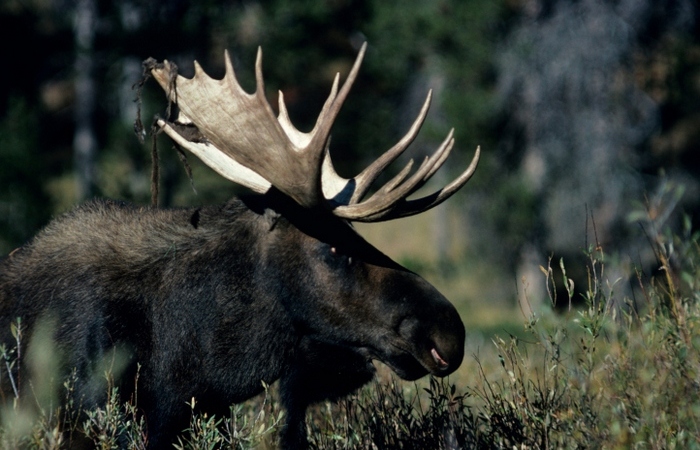 Кевин Таст.