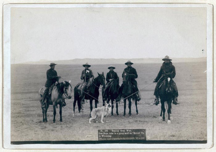Ковбои заарканили волка в Вайоминге, 1887 Ковбои заарканили волка в Вайоминге, 1887