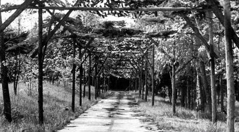 Огненное сияние (2-я часть)