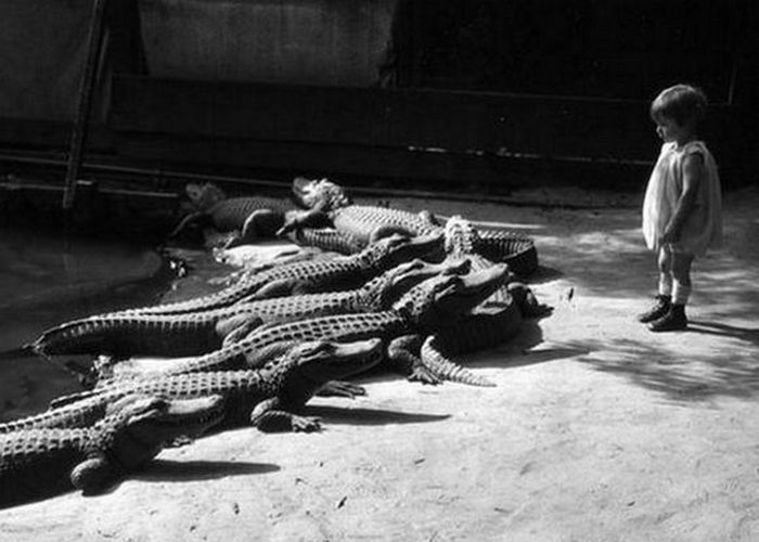 Исчезнувшие достопримечательности: обед и развлечения с аллигаторами в центре мегаполиса () Исчезнувшие достопримечательности: обед и развлечения с аллигаторами в центре мегаполиса