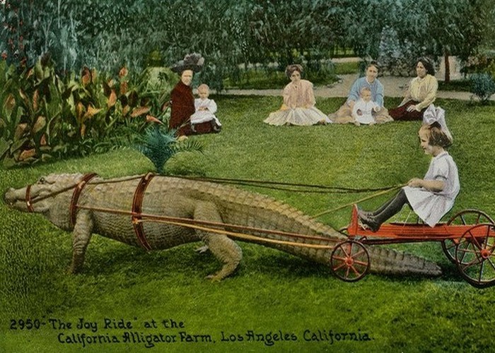 Исчезнувшие достопримечательности: обед и развлечения с аллигаторами в центре мегаполиса () Исчезнувшие достопримечательности: обед и развлечения с аллигаторами в центре мегаполиса