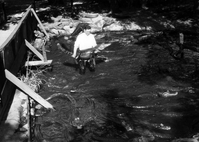 Исчезнувшие достопримечательности: обед и развлечения с аллигаторами в центре мегаполиса () Исчезнувшие достопримечательности: обед и развлечения с аллигаторами в центре мегаполиса